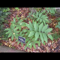 Smilacina Racemosa (L.)(Desf.)(fam. Liliacees)(Amerique du Nord)(01)